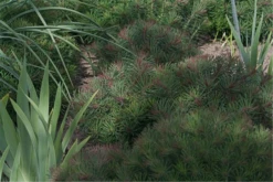 Garten-Zypressen-Wolfsmilch „Fens Ruby“