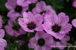 Aschgrauer Storchschnabel „Ballerina“