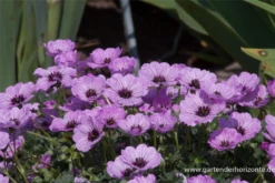 Aschgrauer Storchschnabel „Ballerina“ -Vier Jahreszeiten P2001696 3 800x800