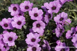 Aschgrauer Storchschnabel „Ballerina“ -Vier Jahreszeiten P2001696 4 800x800