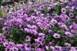 Aschgrauer Storchschnabel „Ballerina“ -Vier Jahreszeiten P2001696 5 800x800