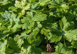 Brauner Storchschnabel „Raven“