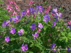 Wiesen-Storchschnabel „Johnson“s Blue“