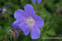 Wiesen-Storchschnabel „Johnson“s Blue“ -Vier Jahreszeiten P2001757 3 800x800