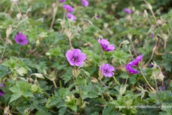 Garten-Storchschnabel „Pink Penny“®