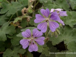 Garten-Storchschnabel „Philippe Vapelle“