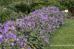 Garten-Storchschnabel „Philippe Vapelle“ -Vier Jahreszeiten P2001772 3 800x800