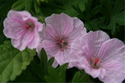 Garten-Blut-Storchschnabel „Vision Light Pink“