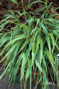 Garten-Ziergras „Albostriata“