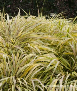 Garten-Ziergras „Aureola“