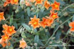 Garten-Sonnenröschen „Bronzeteppich“