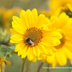 Garten-Stauden-Sonnenblume „Capenoch Star“ -Vier Jahreszeiten P2001946 5 800x800