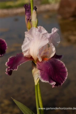 Hohe Bartiris „Changing Times“