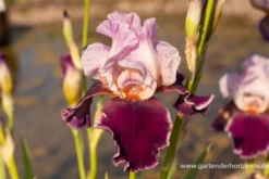 Hohe Bartiris „Changing Times“ -Vier Jahreszeiten P2002448 3 800x800