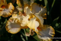 Hohe Bartiris „Gold Trimmings“