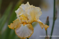 Hohe Bartiris „Gold Trimmings“ -Vier Jahreszeiten P2002475 3 800x800