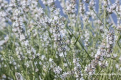 Bastard-Garten-Lavendel „Edelweiß“