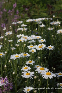 Großblumige Garten-Margerite „Gruppenstolz“