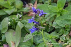 Garten-Lobelie „Blaue Auslese“