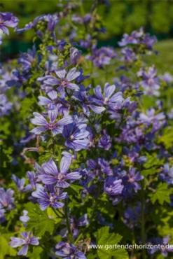 Garten-Malve „Marina“®