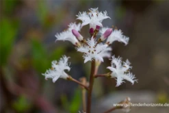 Fieberklee -Vier Jahreszeiten P2003054 3 800x800