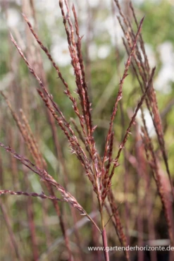 Halbhohes Chinaschilf „Dronning Ingrid“