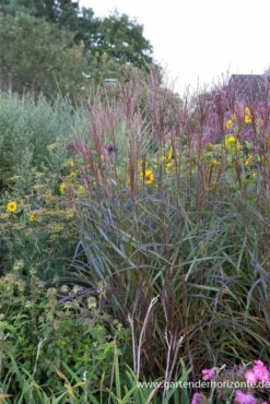 Halbhohes Chinaschilf „Dronning Ingrid“ -Vier Jahreszeiten P2003074 3 800x800