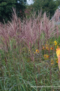 Halbhohes Chinaschilf „Dronning Ingrid“ -Vier Jahreszeiten P2003074 4 800x800