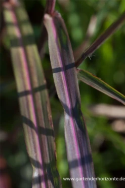 Halbhohes Chinaschilf „Dronning Ingrid“ -Vier Jahreszeiten P2003074 5 800x800