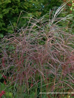 Garten-Chinaschilf „Flamingo“