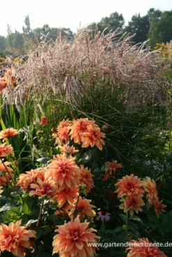 Garten-Chinaschilf „Flamingo“ -Vier Jahreszeiten P2003076 4 800x800