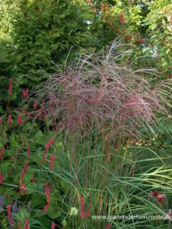 Garten-Chinaschilf „Flamingo“ -Vier Jahreszeiten P2003076 5 800x800