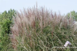 Garten-Chinaschilf „Kleine Silberspinne“