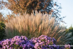 Garten-Chinaschilf „Kleine Silberspinne“ -Vier Jahreszeiten P2003086 5 800x800