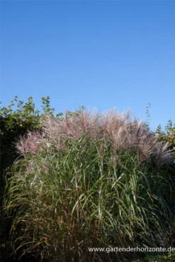 Garten-Chinaschilf „Malepartus“