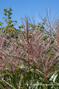Garten-Chinaschilf „Malepartus“ -Vier Jahreszeiten P2003088 3 800x800