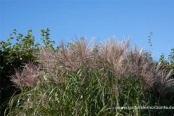 Garten-Chinaschilf „Malepartus“ -Vier Jahreszeiten P2003088 4 800x800