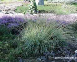 Gestreiftes Garten-Pfeifengras „Variegata“