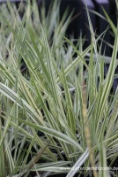 Gestreiftes Garten-Pfeifengras „Variegata“ 4 Gestreiftes Garten-Pfeifengras „Variegata“ – Bild 4