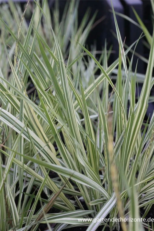 Gestreiftes Garten-Pfeifengras „Variegata“ 2 Gestreiftes Garten-Pfeifengras „Variegata“ – Bild 2