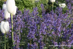 Großblütige Katzenminze „Zinsers Giant“