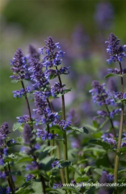 Großblütige Katzenminze „Zinsers Giant“ -Vier Jahreszeiten P2003189 3 800x800
