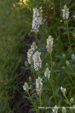 Geaderte Garten-Katzenminze „Schneehäschen“