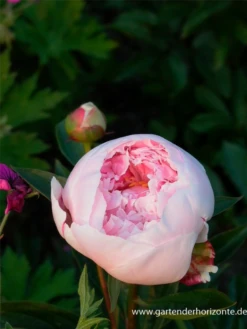 Garten-Pfingstrose „Sarah Bernhardt“ -Vier Jahreszeiten P2003373 2 800x800