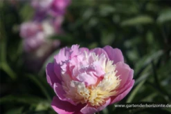 Garten-Pfingstrose „Sorbet“