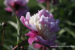 Garten-Pfingstrose „Sorbet“ -Vier Jahreszeiten P2003377 3 800x800