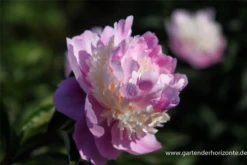 Garten-Pfingstrose „Sorbet“ -Vier Jahreszeiten P2003377 4 800x800