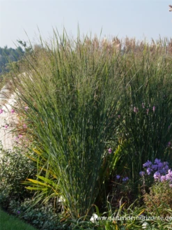 Garten-Ruten-Hirse „Cloud Nine“ -Vier Jahreszeiten P2003396 4 800x800