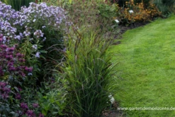 Garten-Ruten-Hirse „Shenandoah“