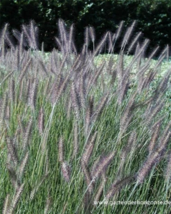 Garten-Federborstengras „Herbstzauber“